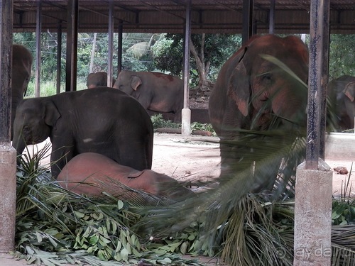 Шри-Ланка - слоновий питомник