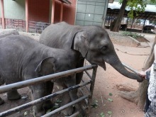 Альбом отзыва "Шри-Ланка - слоновий питомник"