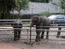 Альбом отзыва "Шри-Ланка - слоновий питомник"