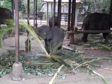Альбом отзыва "Шри-Ланка - слоновий питомник"
