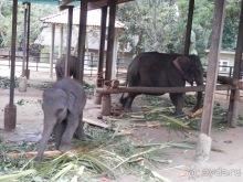 Альбом отзыва "Шри-Ланка - слоновий питомник"