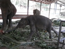 Альбом отзыва "Шри-Ланка - слоновий питомник"