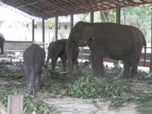Альбом отзыва "Шри-Ланка - слоновий питомник"