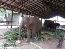 Альбом отзыва "Шри-Ланка - слоновий питомник"