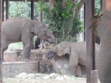 Альбом отзыва "Шри-Ланка - слоновий питомник"