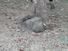 Альбом отзыва "Шри-Ланка - слоновий питомник"