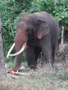 Шри-Ланка - слоновий питомник