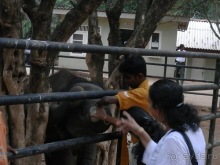 Альбом отзыва "Шри-Ланка - слоновий питомник"