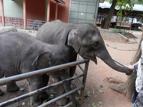Шри-Ланка - слоновий питомник