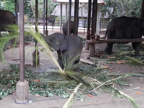 Шри-Ланка - слоновий питомник
