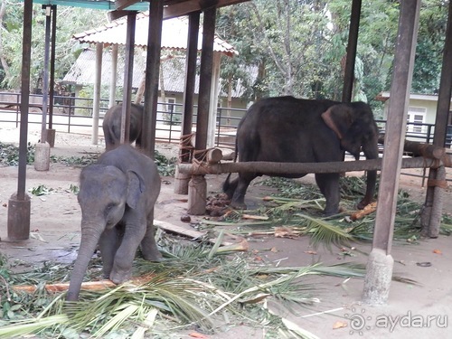 Шри-Ланка - слоновий питомник