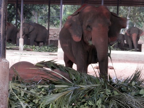 Шри-Ланка - слоновий питомник