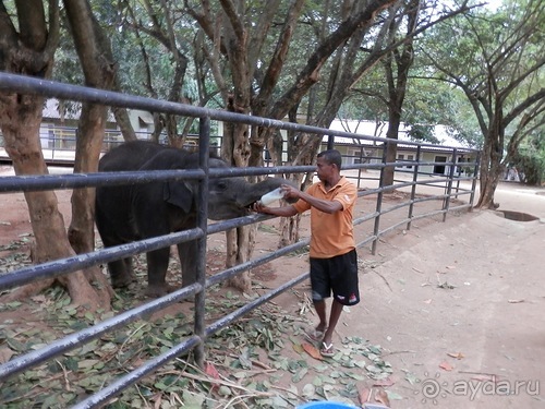 Шри-Ланка - слоновий питомник