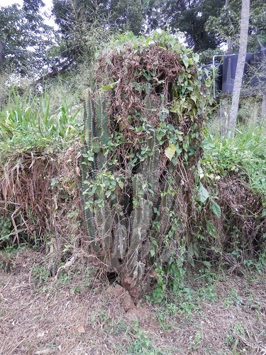 Шри-Ланка - слоновий питомник