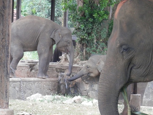 Шри-Ланка - слоновий питомник