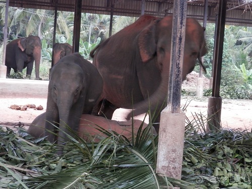 Шри-Ланка - слоновий питомник