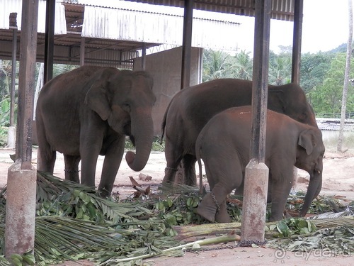 Шри-Ланка - слоновий питомник