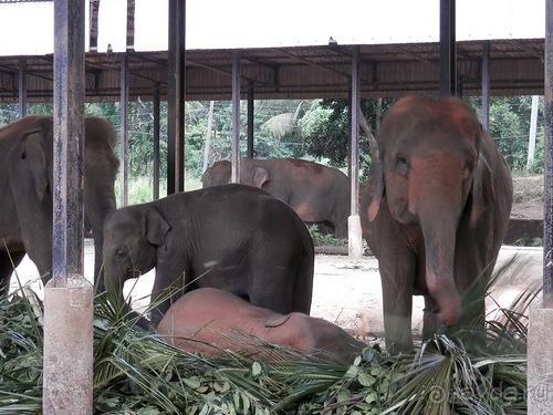 Шри-Ланка - слоновий питомник