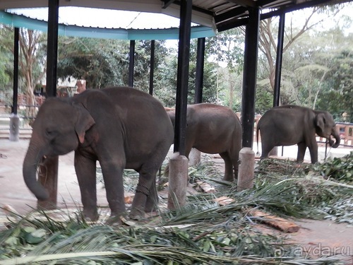 Шри-Ланка - слоновий питомник