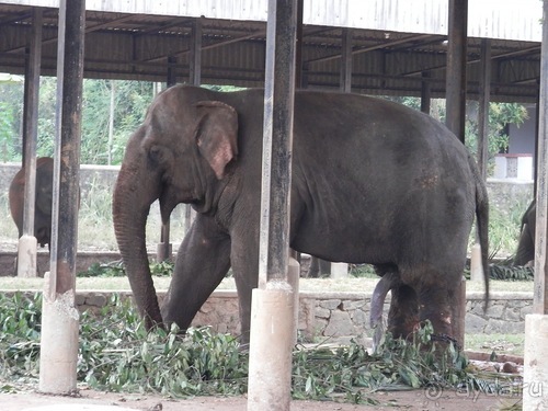 Шри-Ланка - слоновий питомник