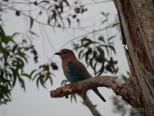 Шри-Ланка - слоновий питомник