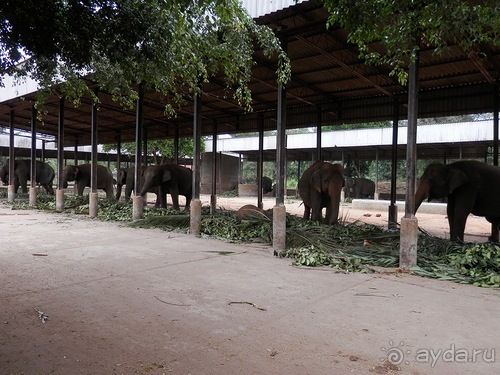 Шри-Ланка - слоновий питомник
