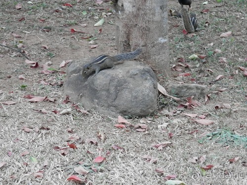 Шри-Ланка - слоновий питомник