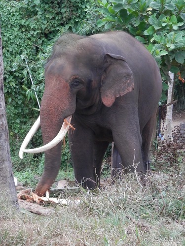 Шри-Ланка - слоновий питомник