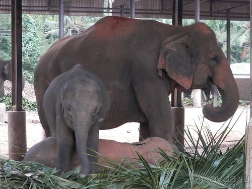 Шри-Ланка - слоновий питомник