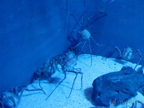 Генуя - аквариум