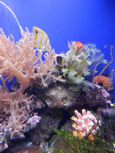 Генуя - аквариум