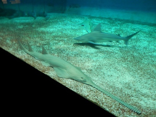 Генуя - аквариум