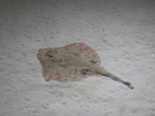 Генуя - аквариум