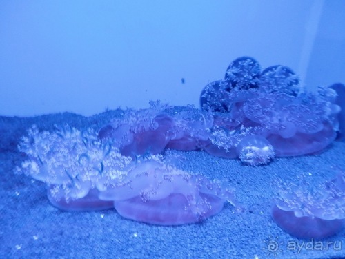 Генуя - аквариум