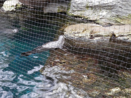 Генуя - аквариум