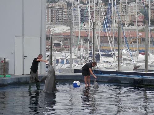 Генуя - аквариум