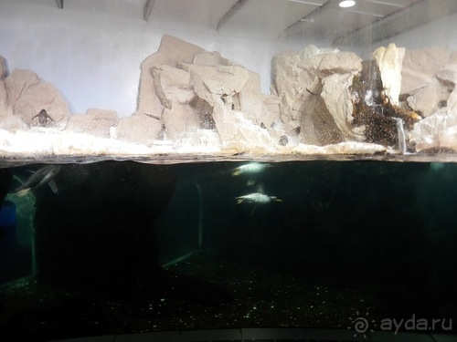 Генуя - аквариум