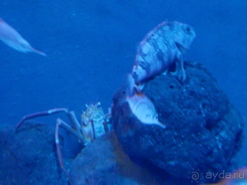 Генуя - аквариум