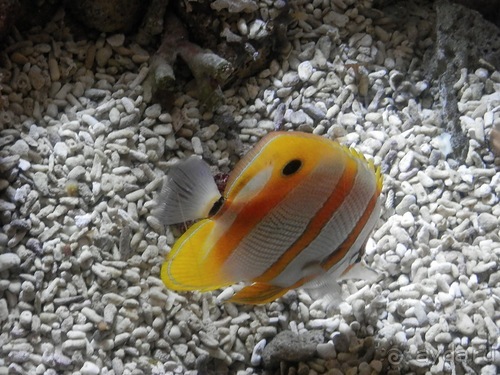 Генуя - аквариум