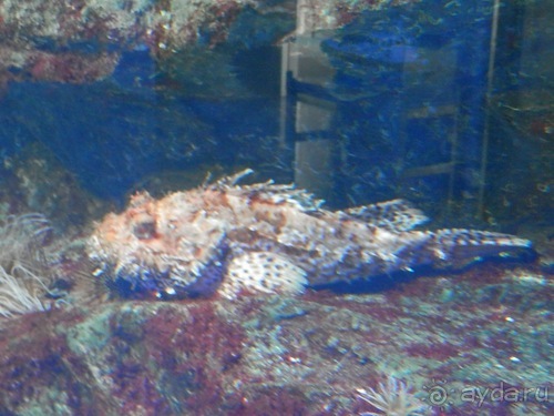 Генуя - аквариум