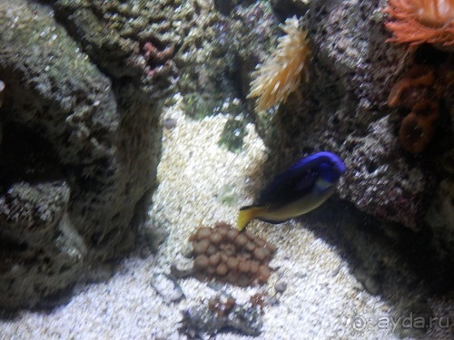 Генуя - аквариум