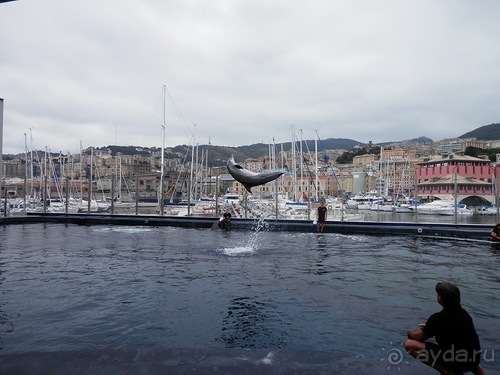 Генуя - аквариум