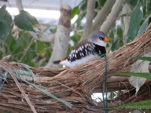 Генуя - аквариум