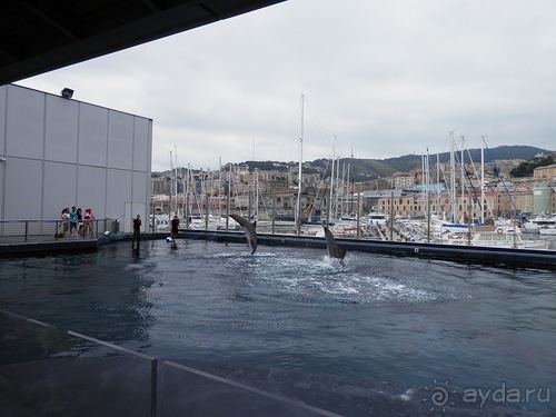 Генуя - аквариум