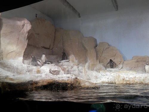 Генуя - аквариум