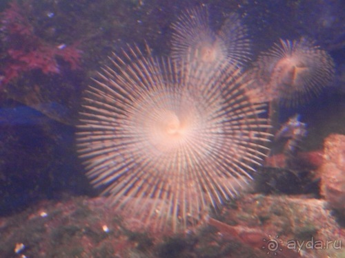 Генуя - аквариум