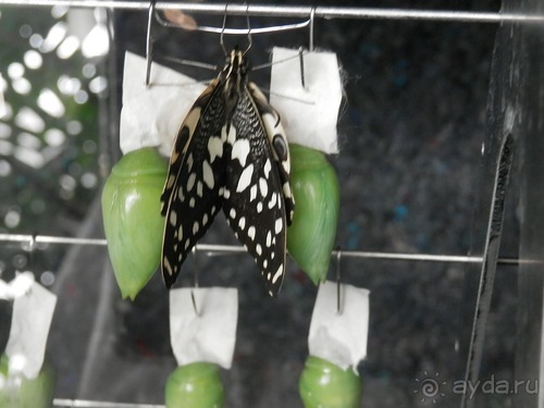 Генуя - аквариум