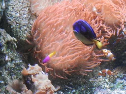 Генуя - аквариум