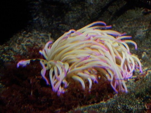 Генуя - аквариум