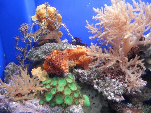 Генуя - аквариум